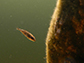 threespine stickleback