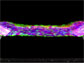 growing tissue suspended between two flexible post