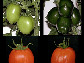 a variety of tomatoes