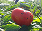 black spots on a ripe tomato