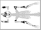 a 62-million-year-old partial skeleton of Torrejonia