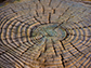 tree rings