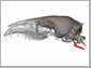 treeshrew brain