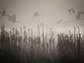 cranes glide through the tule fog