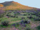 looking toward Tumamoc Hill