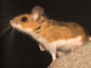 deer mouse