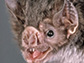 vampire bats