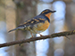 varied thrush