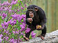 a chimp walking on a log