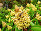 Western honey bees visit a flowering laurel sumac plant