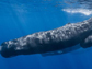 a sperm whale pod