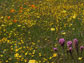 photo of native wildflowers