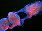Wolbachia (stained in red) infected the testes of a host insect (stained in blue)