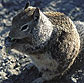 News thumbnail - ground squirrel