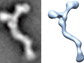 a Y-shaped cluster of proteins