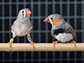 zebra finches