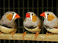 Zebra finches