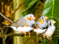 adult zebra finches