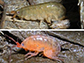 salt-marsh amphipod