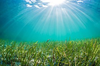 under the ocean view with seaweed