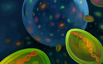 An artist's interpretation of the diversity of Prochlorococcus, the smallest, most abundant marine microbe, in a drop of seawater