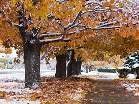 fall trees with snow