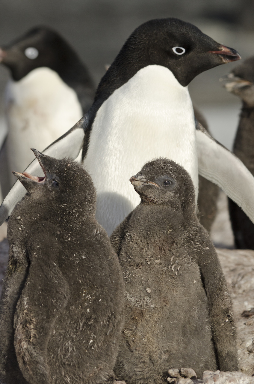 Adelie penguin and chicks