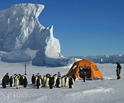 emperor penguins approaching a tent