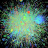 Map of links between mustard plant genes