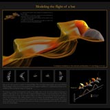 Model of bat flight