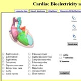 Heart illustration