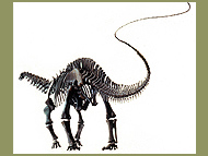 Photo of apatosaurus skeleton