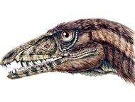 rendering of tawa head