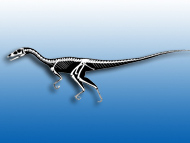 illustration of tawa skeleton