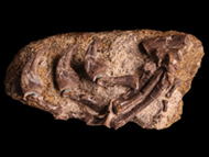 photo of tawa hand fossil