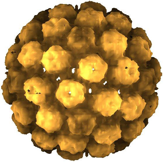 rendered image of the protein shell