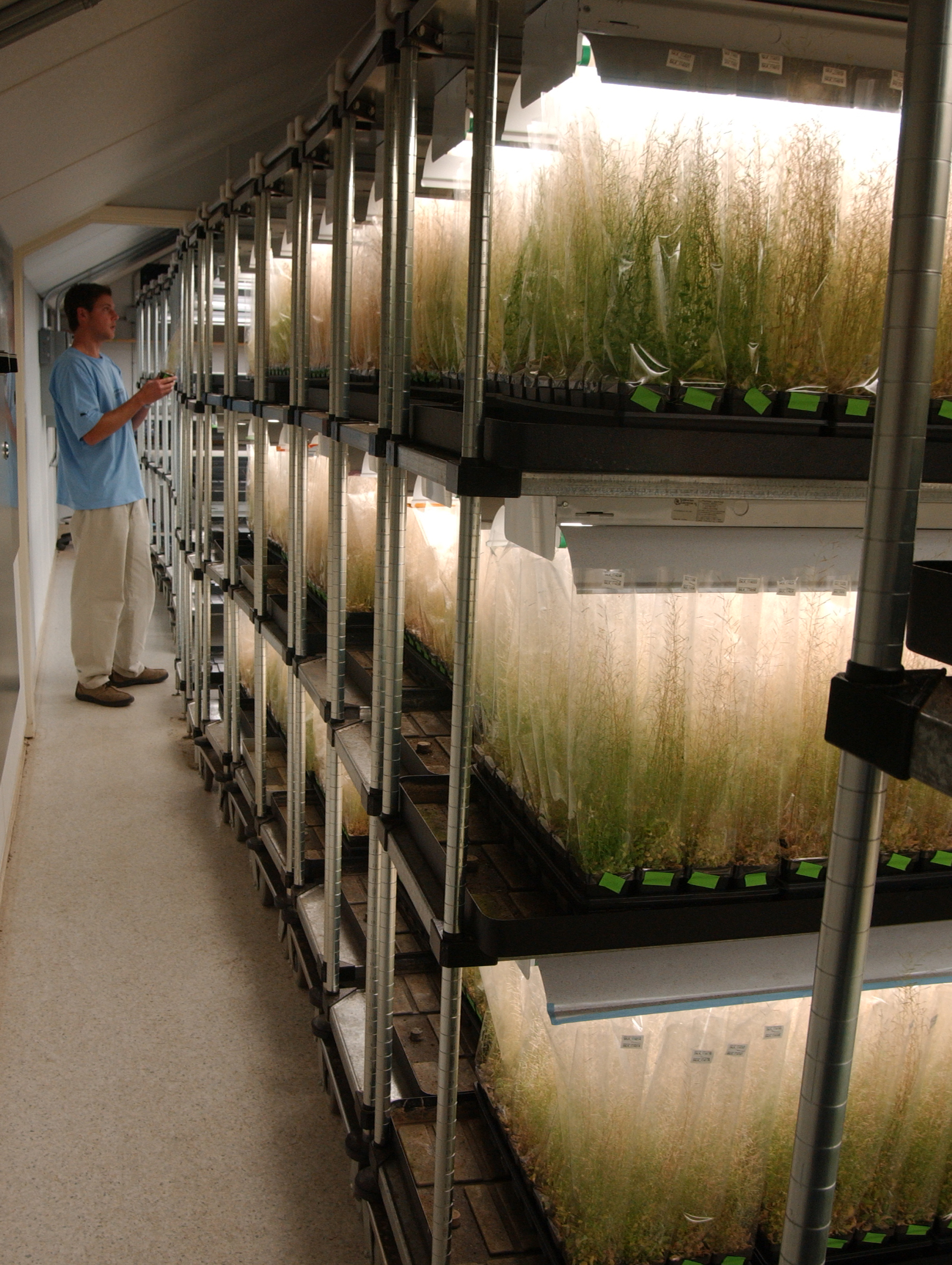 researcher and Arabidopsis plants; caption is below