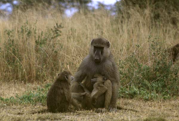 NSF - OLPA - PR 03-95: BABOON FATHERS REALLY DO CARE ABOUT ...