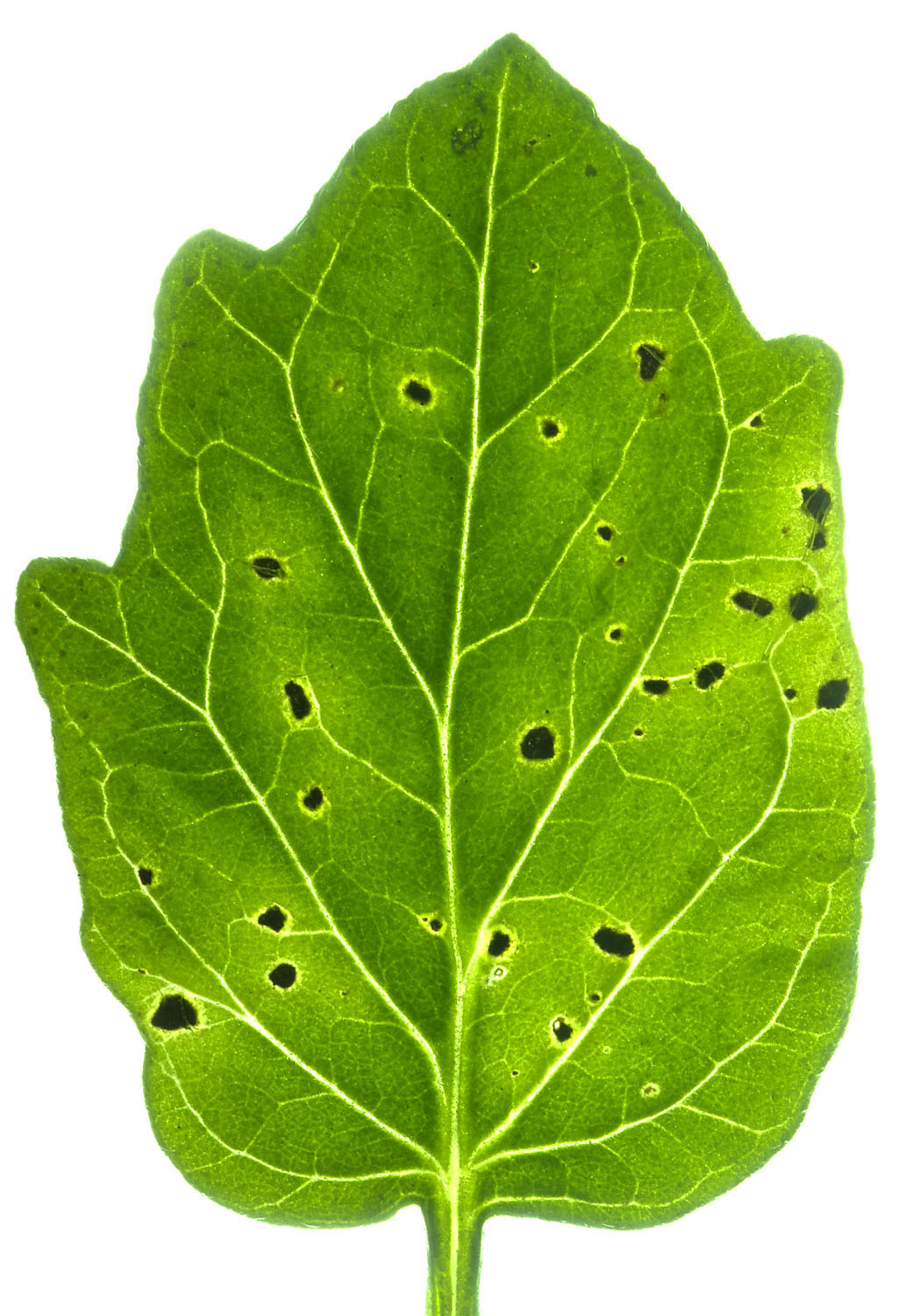 an infected tomato plant leaf