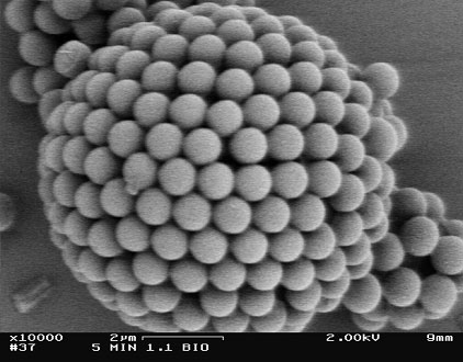electron microscope image of a colloidosome