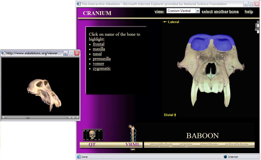 screen capture of a baboon skull
