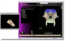 screen capture of a baboon skull