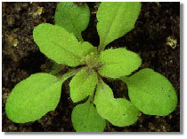 Arabidopsis thaliana plant