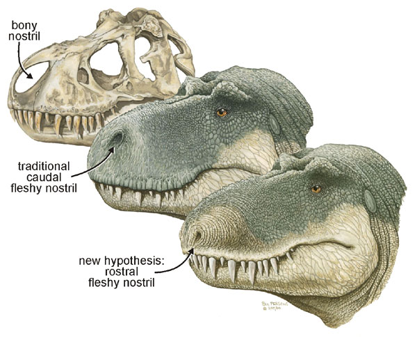 changing nostril position in Tyrannosaurus rex; caption is below