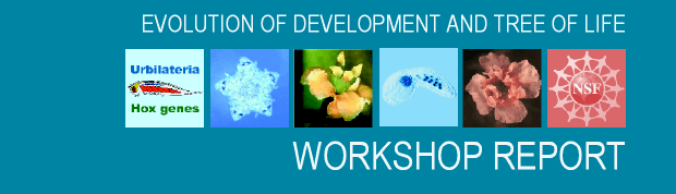 Evolution of Development and tree of life workshop report graphic