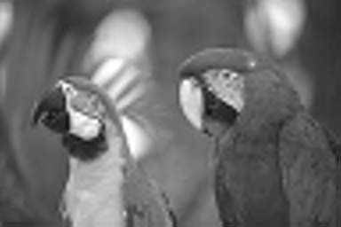 Sharper picture of parrots