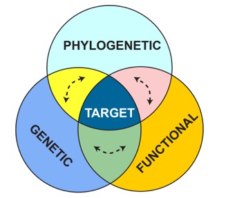 Three dimensions of biodiversity: phylogenetic, genetic, and functional